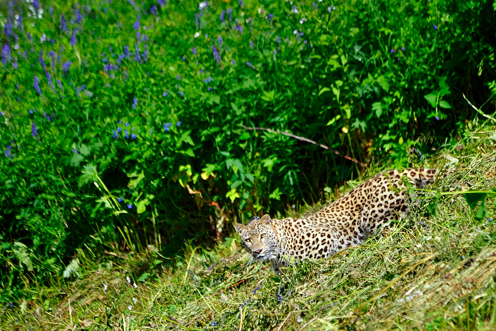 Переднеазиаткий леопард в Кавказском заповеднике.