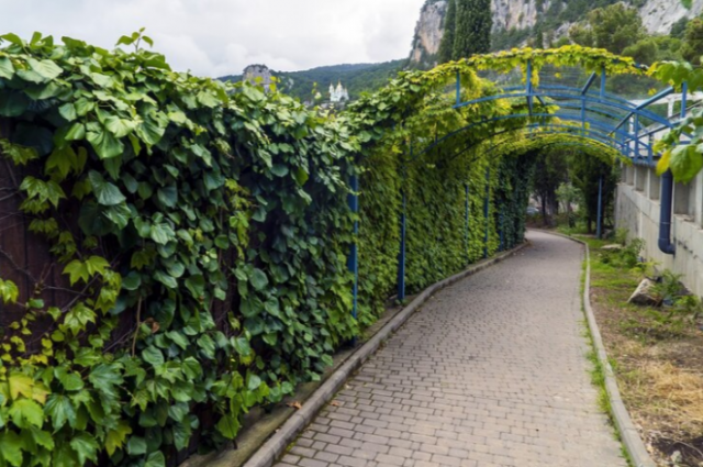 Альтернатива заборам — живая изгородь.