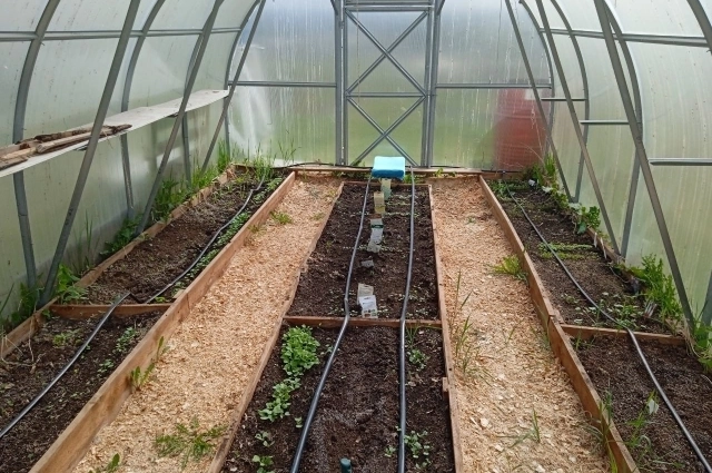 Обработать почву от вредителей можно с помощью обычной серной шашки