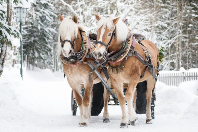 Упряжка лошадей зимой