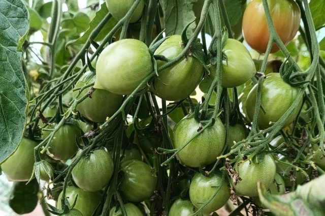 Хорошо хранятся коктейльные помидоры, черри и перцевидные.