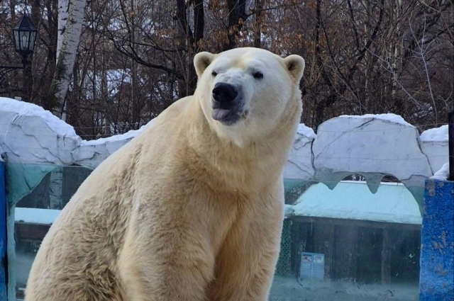 15 декабря в хабаровском зоопарке отметили день рождения медведя Алмаза