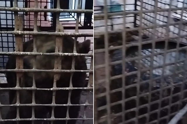 Степан живёт в железной клетке