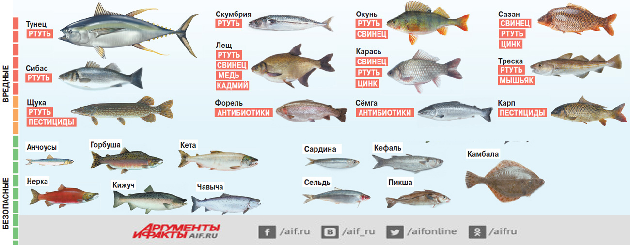 Какая рыба полезна, а какая вредна? Инфографика | Продукты и напитки |  Кухня | Аргументы и Факты