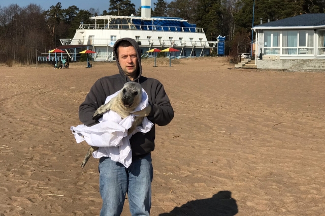 Самца тюленя нашли на пляже в Комарово.