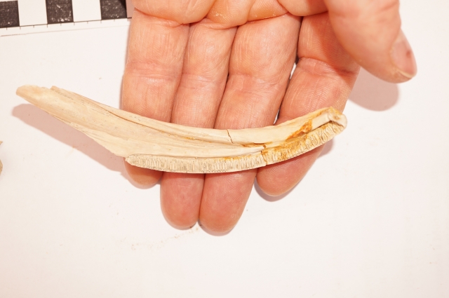 Нижняя челюсть гигантской саламандры из плиоценовых отложений Краснодарского края.