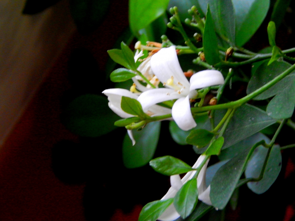 Мурайя не только цветёт красиво, но и наполняет комнату удивительным запахом. У этого растения целебны и листья, и ягоды, как поясняет Геннадий Короленко.