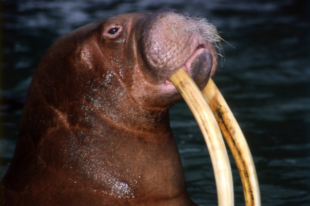 Розовеют к старости и белеют в воде: 5 фактов из жизни моржей | Всё, что  нужно знать о | Вопрос-Ответ | Аргументы и Факты