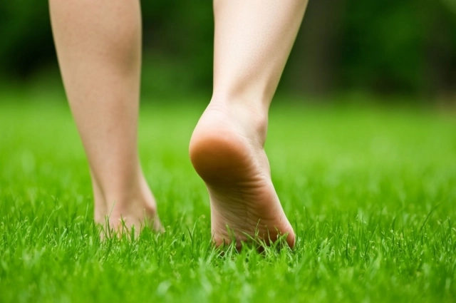 Ядовитые пауки предпочитают селиться на солнечных участках.