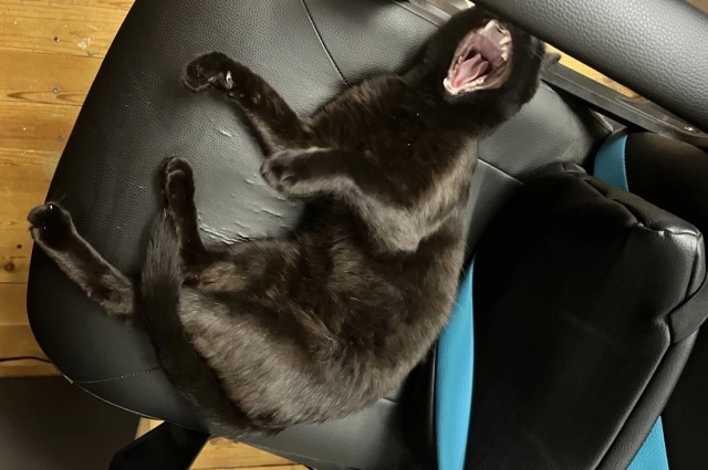 Нокс оказался очень дружелюбным котом.