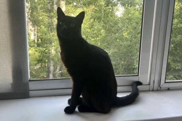 Теперь кота зовут Нокс, с латинского это значит ночь. 