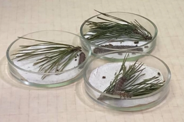 Шелкопряд – опасный для сибирских лесов вредитель.