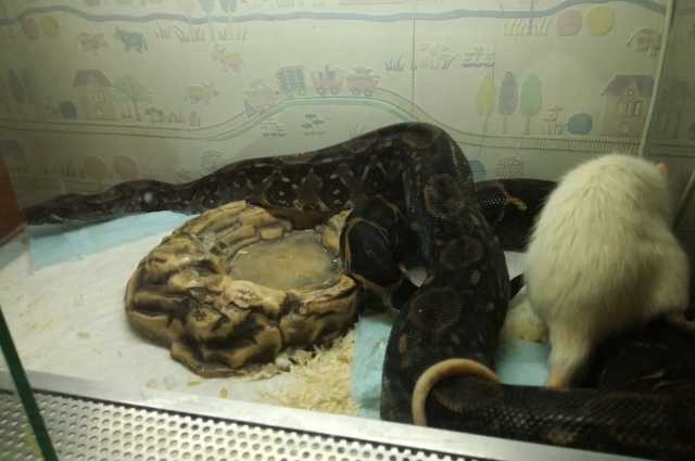 Двухметровая змея питается живым кормом