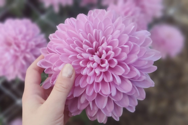 Хризантемы.