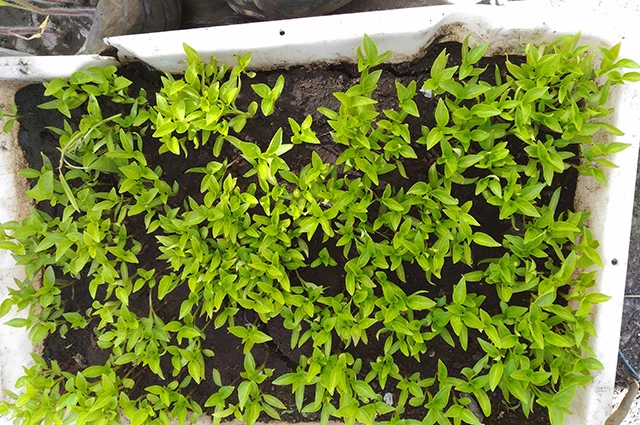 Рассада переца которую надо рассадить в просторные емкости.