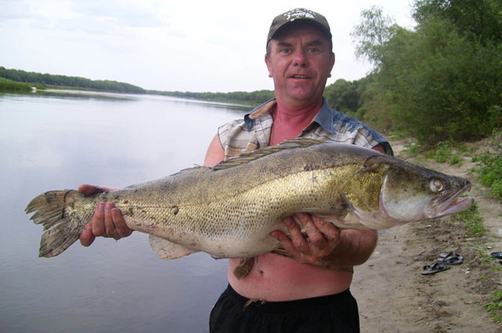 Завидный трофей – судак весом 7&nbsp;килограмм.