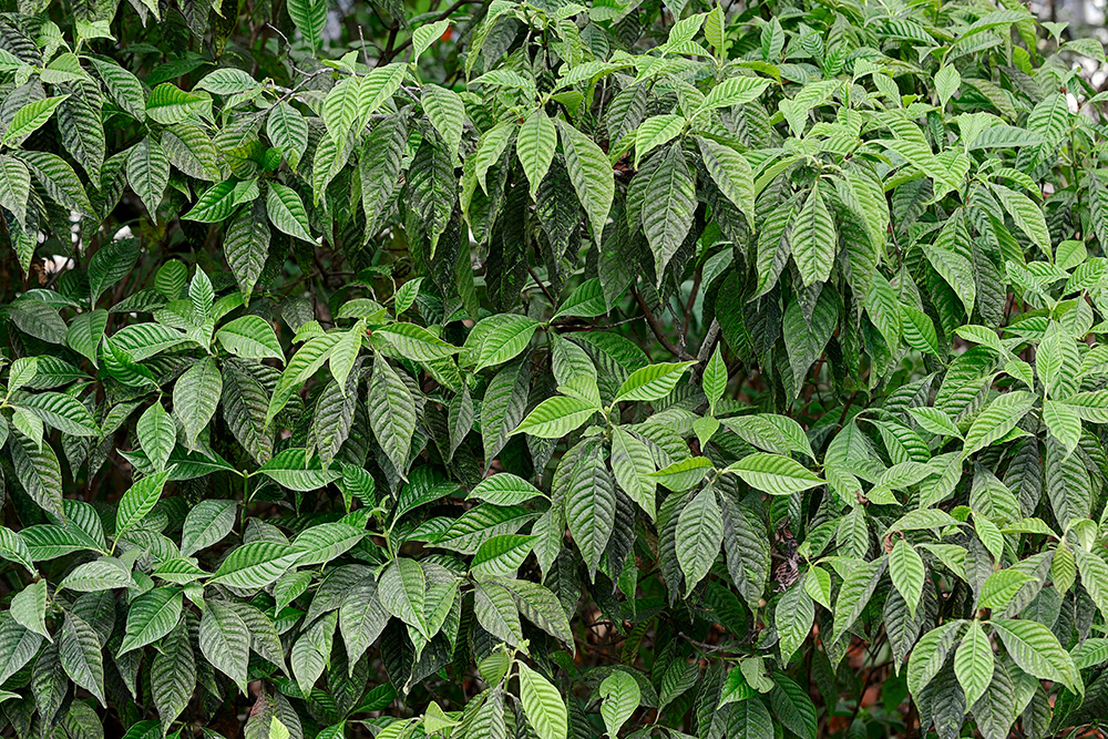 Психотрия зеленая (растение вида Psychotria viridis).