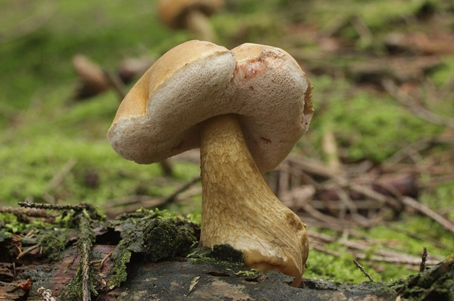 У жёлчного гриба — шляпка подушковидной формы.