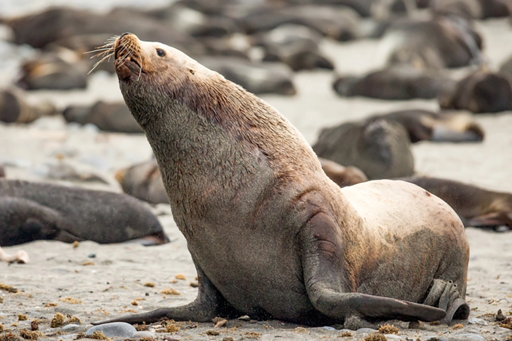 Морской лев.