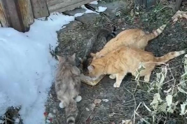 Коты очень голодные.