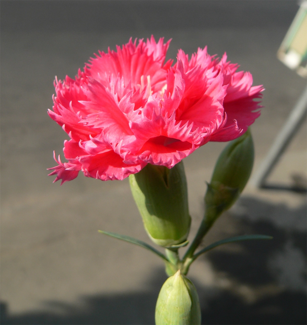 Гвоздика Шабо.