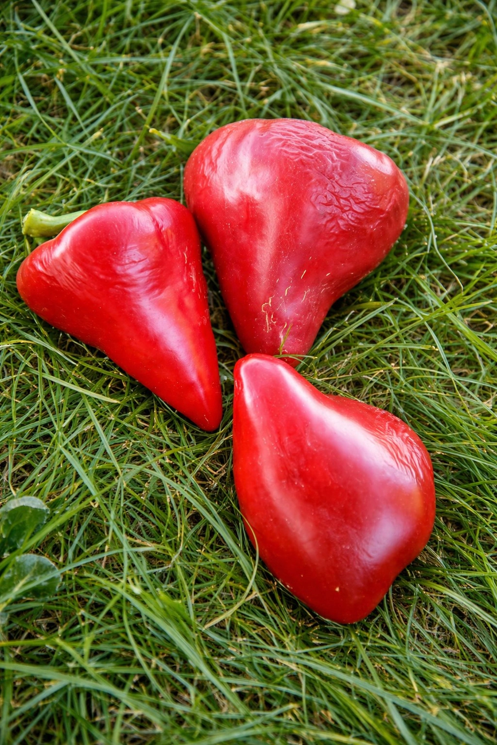 Малиновое сердце&nbsp;— редкий сорт с&nbsp;выраженной сердцевидной формой и&nbsp;насыщенной малиновой окраской.