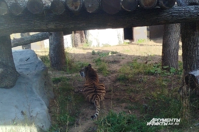 Тигрица Афина испытывала дискомфорт из-за стекла, заменившего решётку. 