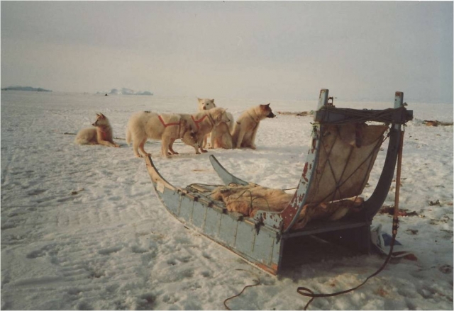 Тур на собаках по Гренландии для администрации Ханты-Мансийского округа, 1994