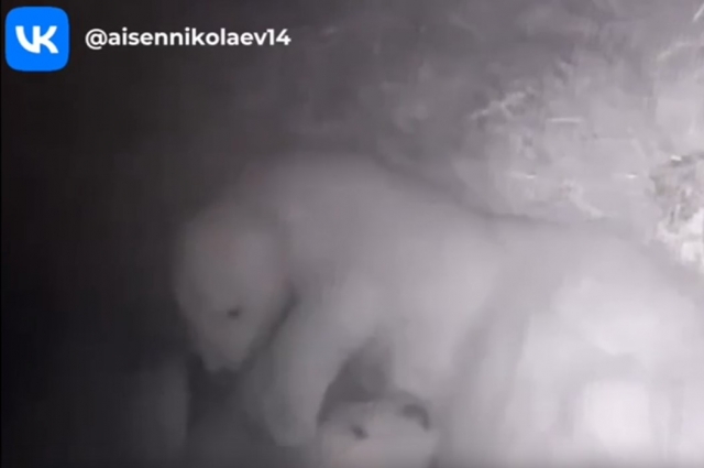 Новорожденных медвежат уже можно разглядеть на кадрах с видеокамеры из берлоги. 