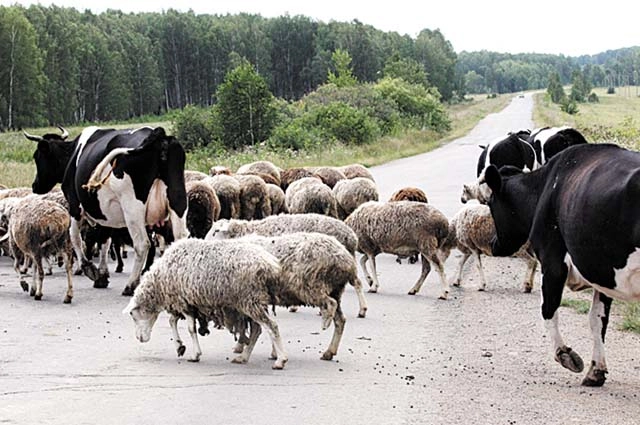25 августа можно стричь овец.