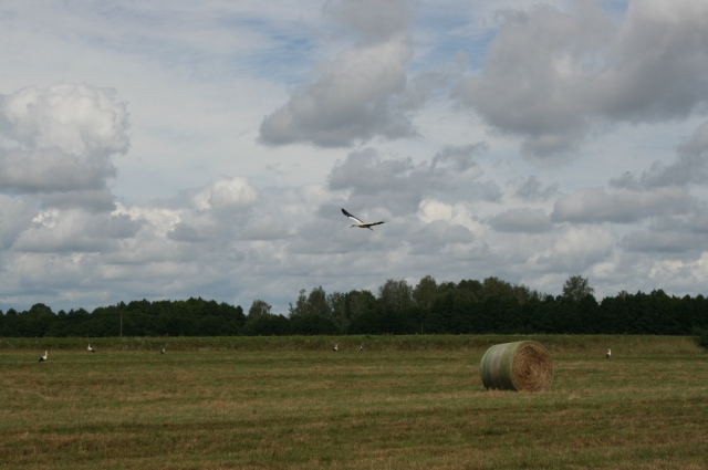 В этом году компания впервые заготавливает сенаж в Смоленской области.