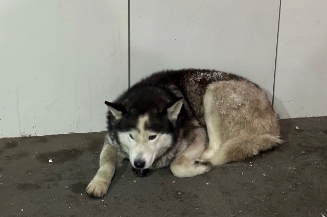 Жители Омска жалеют собаку.