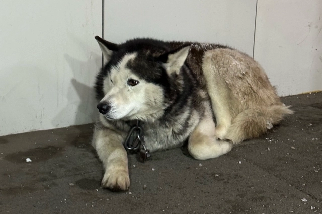 Хозяин пса так и не обнаружился.