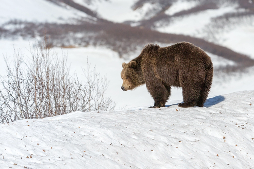 Соблюдая очередность.