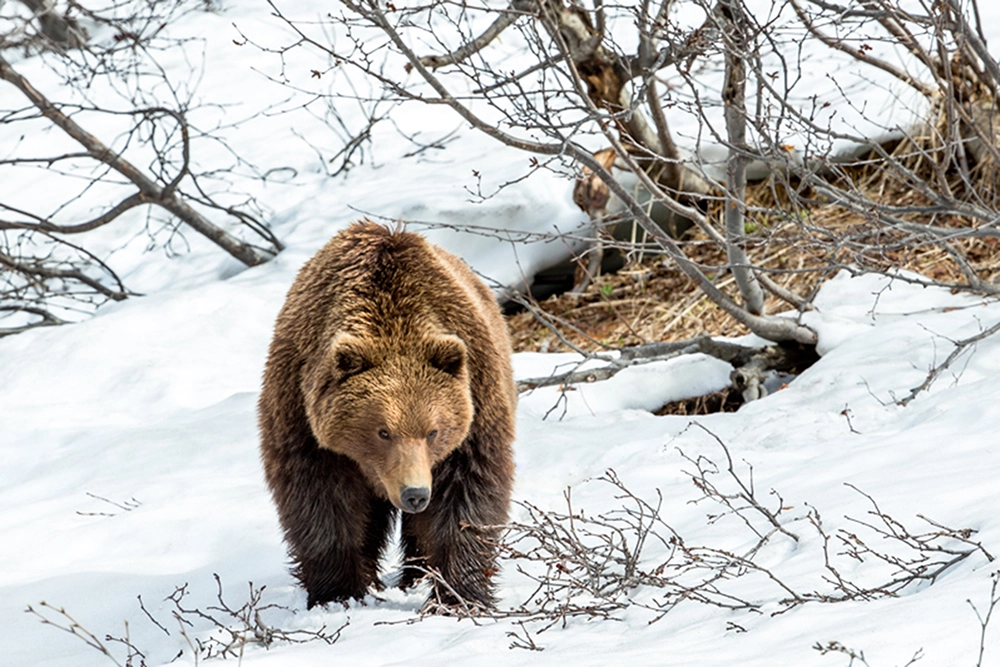 Таинственный ингибитор.