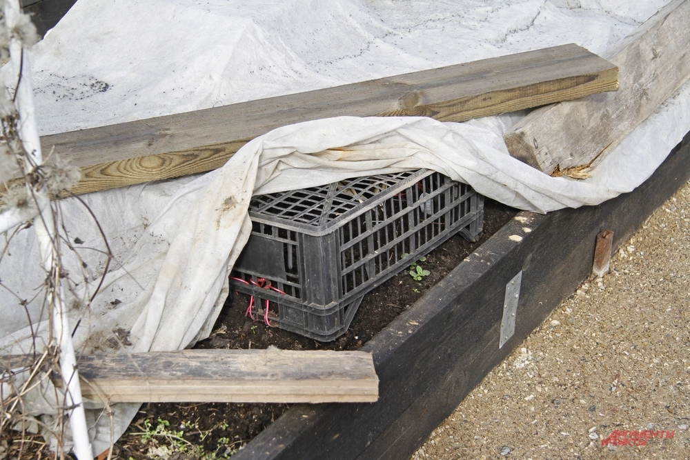 Укрытие для клубники.