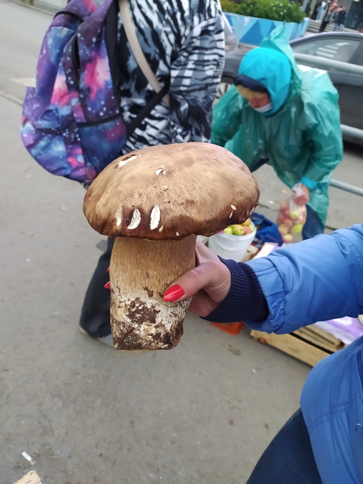 Белый гриб-красавчик весом 950 граммов стоит 500 рублей.