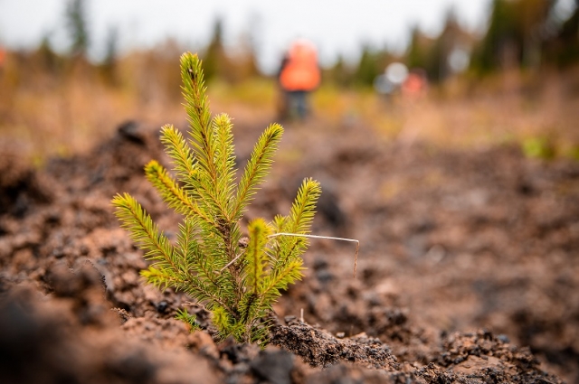 Экологи РУК  высаживают морозоустойчивые породы деревьев.