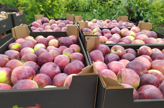 Ставропольские садоводы рассчитывают собрать 57 тысяч тонн яблок в этом году.
