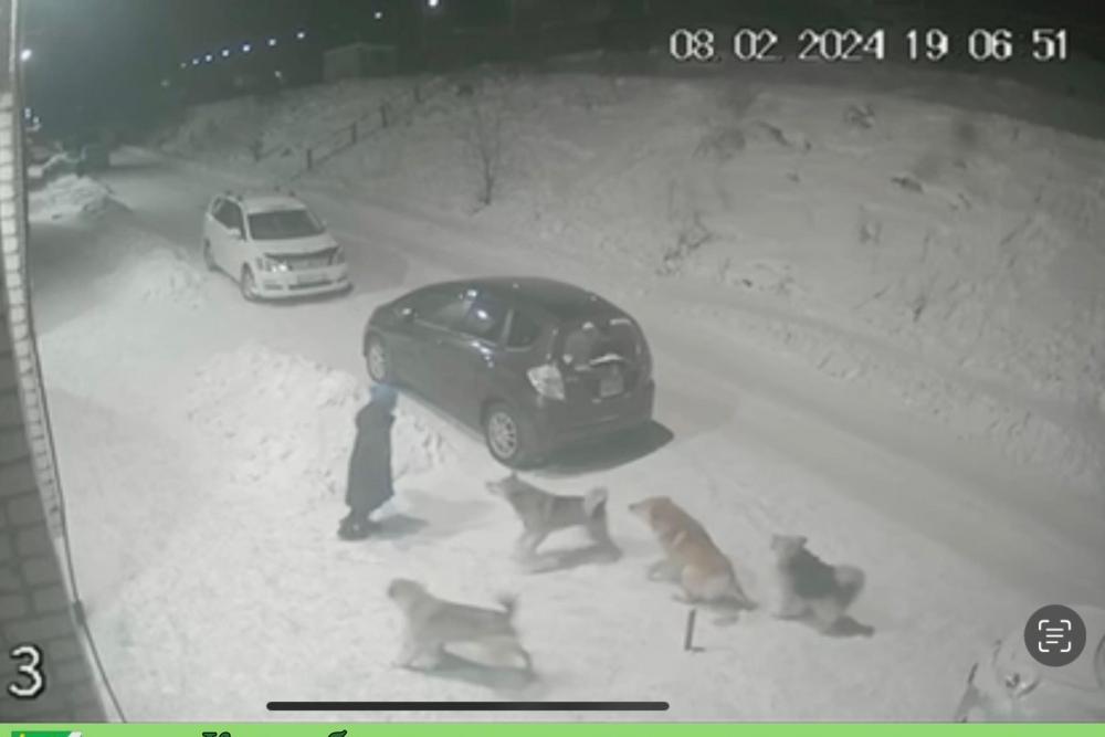 Год назад отбиться от собак в Усть-Куте ребёнку помогла прохожая. 