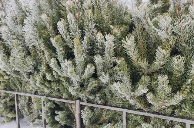 За порядком на точках будут следить полицейские.