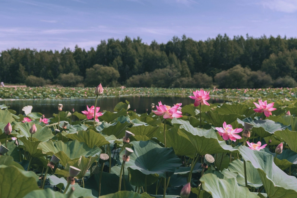 Лотосы Комарова занесены в Красную книгу.