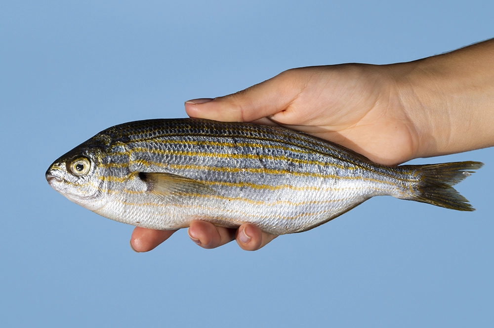 Рыба во сне часто связана с глубинами бессознательного.