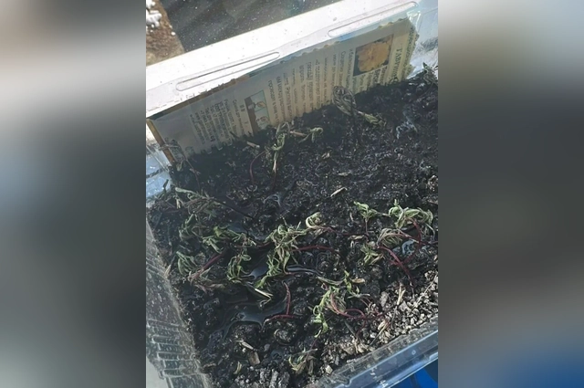 От воды страдают и растения.