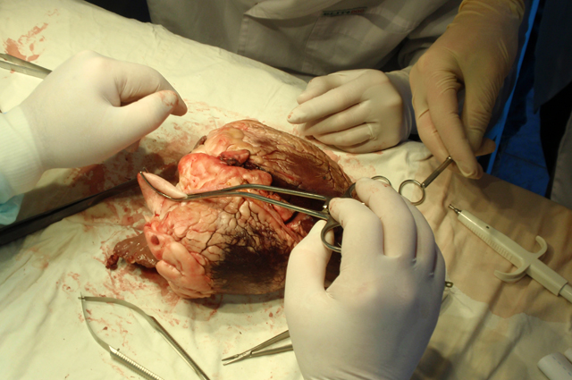 Прежде, чем оперировать человеческое сердце, студенты оттачивают мастерство на сердце свиньи