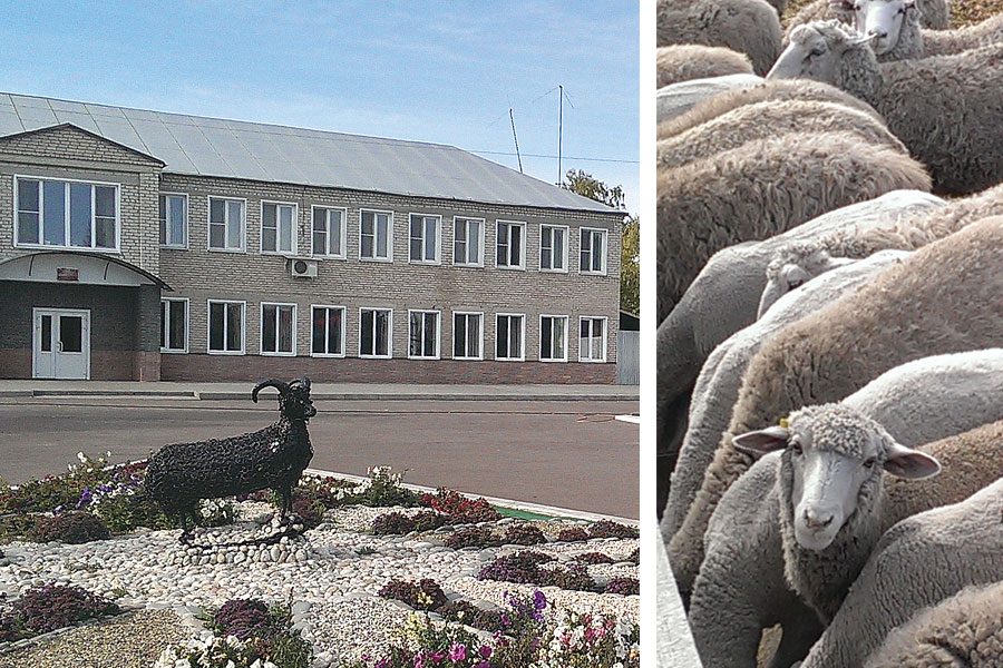 Василий Козадаев: В следующем году планируем увеличить количество голов овец до тысячи. 