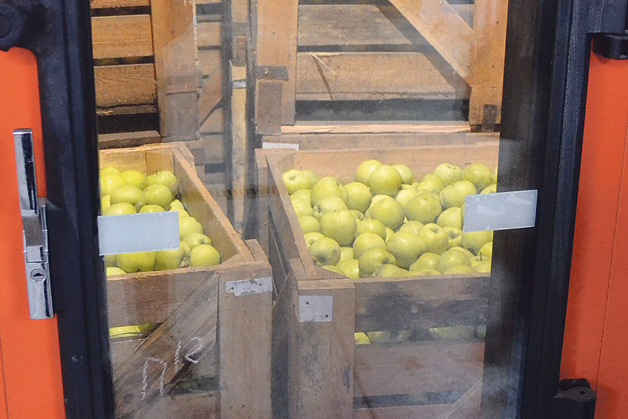 В новых газовых камерах хранятся 3000 тонн яблок.