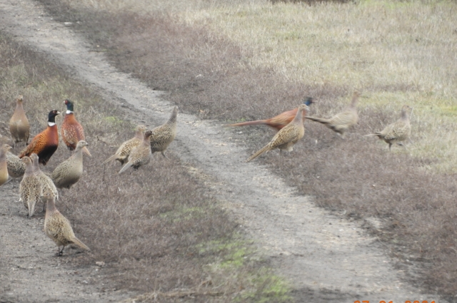 В брачный период фазаны теряют осторожность.