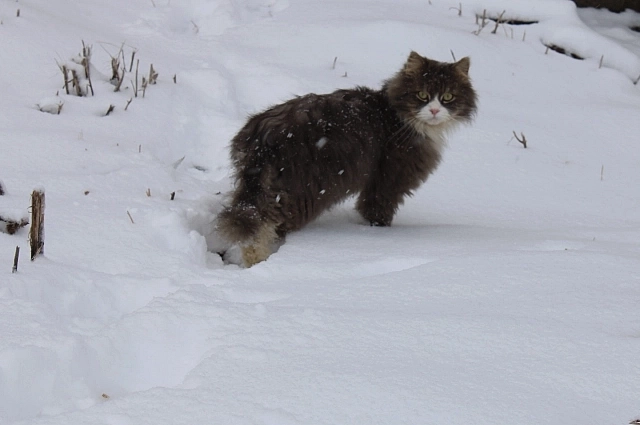 Выпавший на 25 ноября снег - хорошая примета.