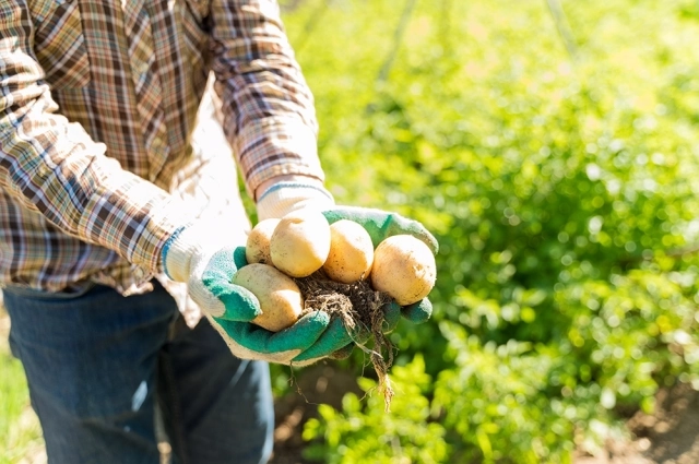 Посевы находятся в хорошем состоянии, что даёт основания для оптимистичных прогнозов и надежду, что урожайность в этом году превысит показатели прошлого года, а погода позволит провести уборку в срок.